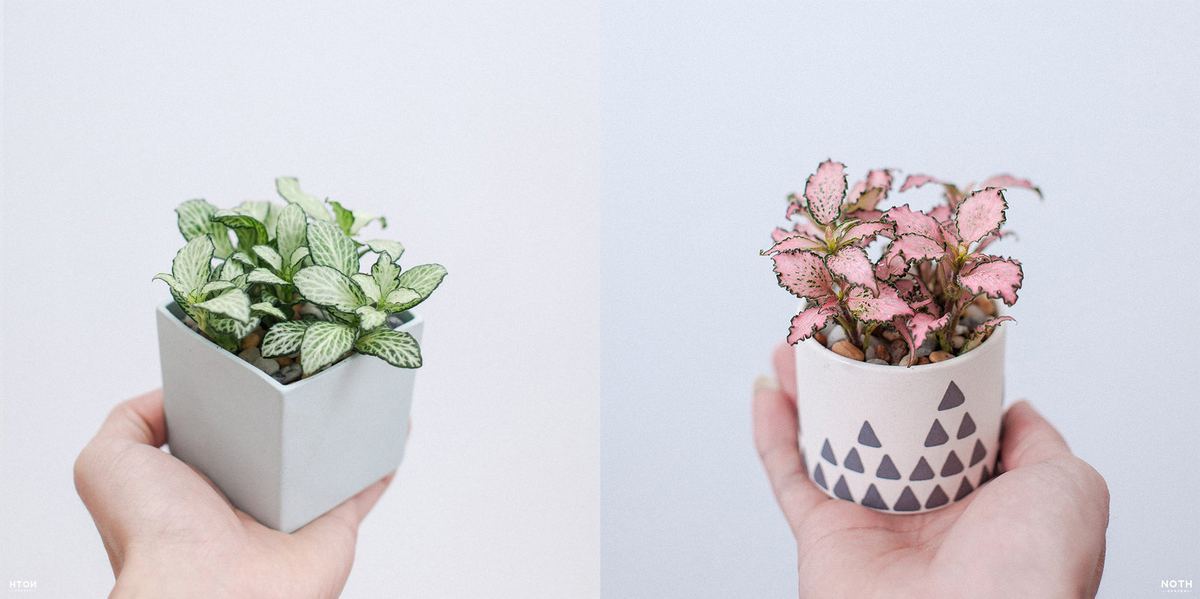 Quà tặng kỷ niệm ngày cưới là chậu cây đôi